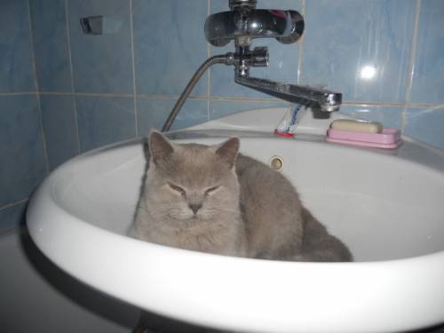 продаются котята шотландской породы