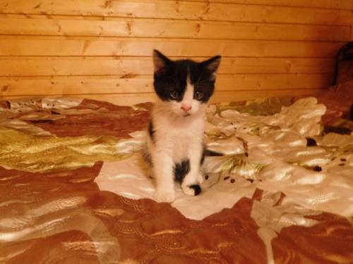 Котята в дар.