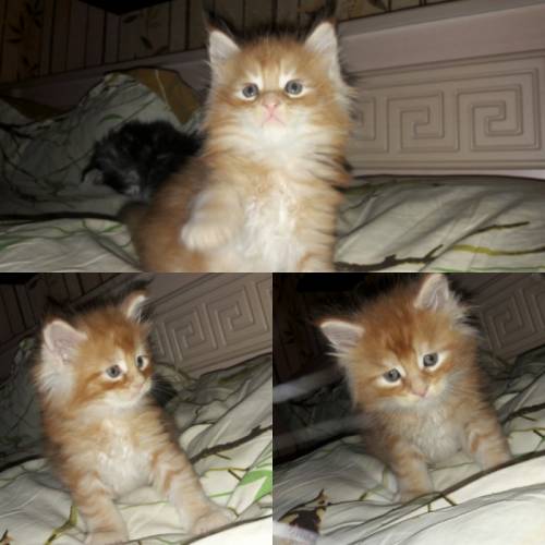 Продаются Котята мейн-кун