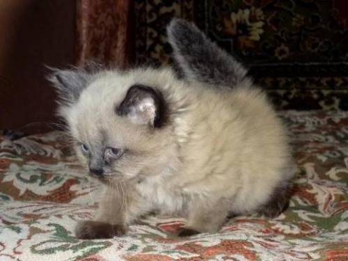 продам котят невской маскарадной