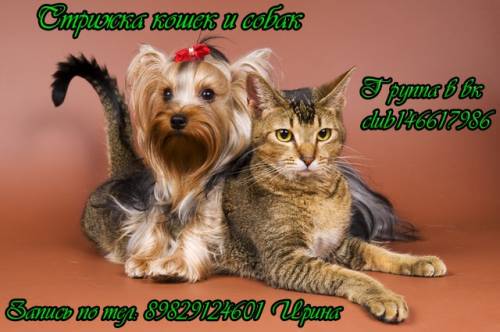 Стрижка кошек и собак