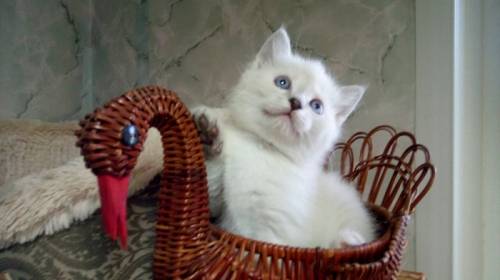 Шотландские котята окраса колор пойнт