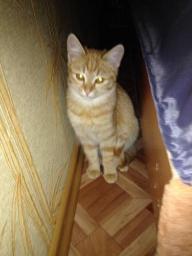 Котенок 3 месяца