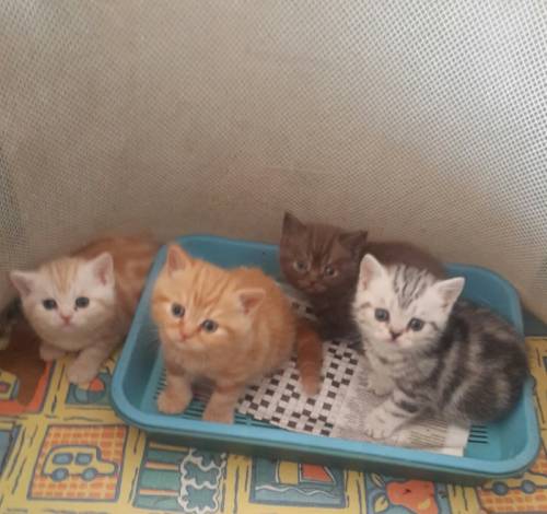 чистопородные британские котята