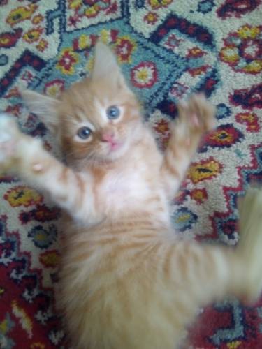 Отдам котенка (мальчик)