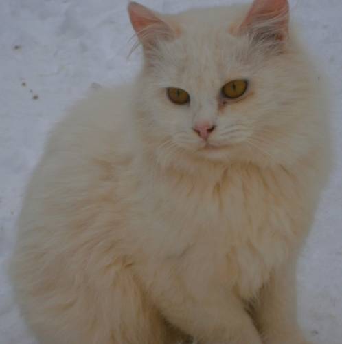 Молодой котик в добрые руки.