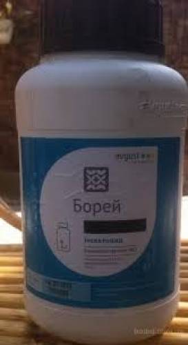 В продаже - Борей