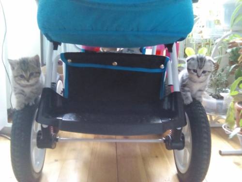 Продам шотландских котят