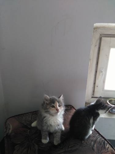 Отдам в добрые руки котят (девочки)
