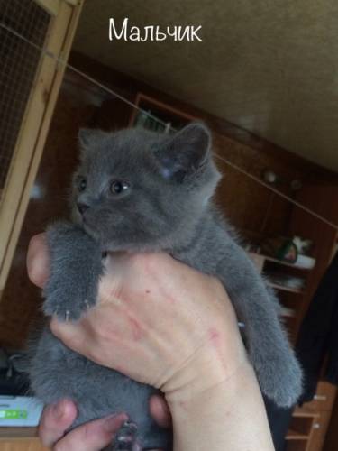 Британские голубые котята