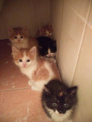 Котята в добрые руки. 
