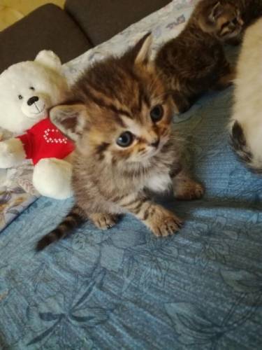 Продам котят британской породы