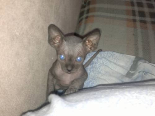 котята породы канадский сфинкс
