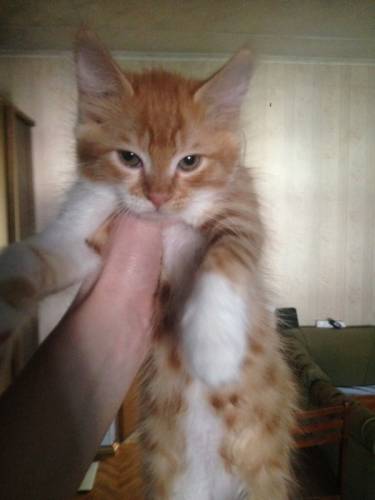 Отдам котят в добрые руки