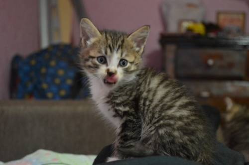 Котята в хорошие руки