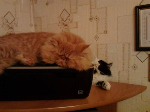 Персидский кот приглашает на вязку