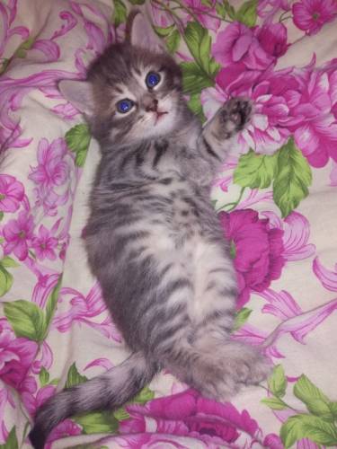 Милая кошечка ищет хозяина.