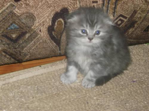 Шотландские красивые  котята