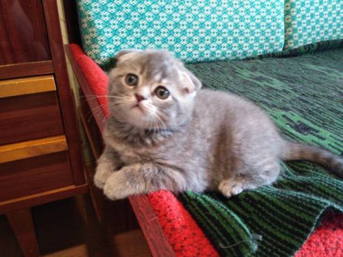 Шотландские вислоухие котята