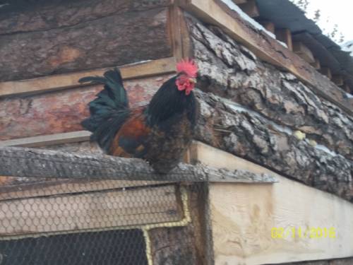 продам петуха