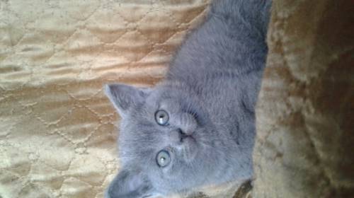 Шотландский голубой котик 
