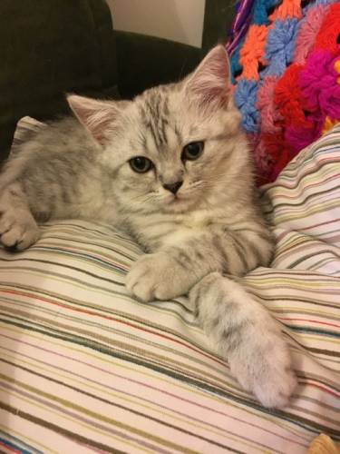 Шотландский котёнок  девочка