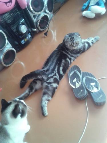 Отдам Британскую кошечку