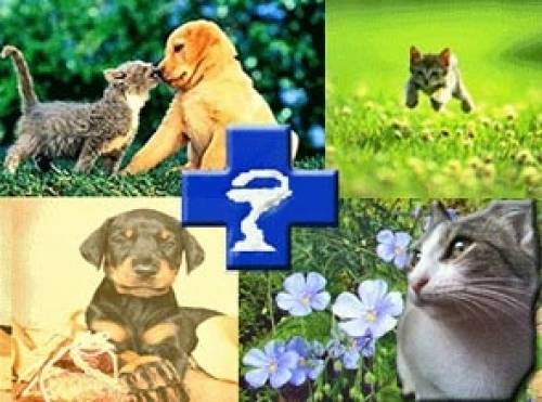 Ветклиника Zoohelp 