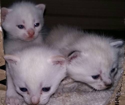продам тайских котят