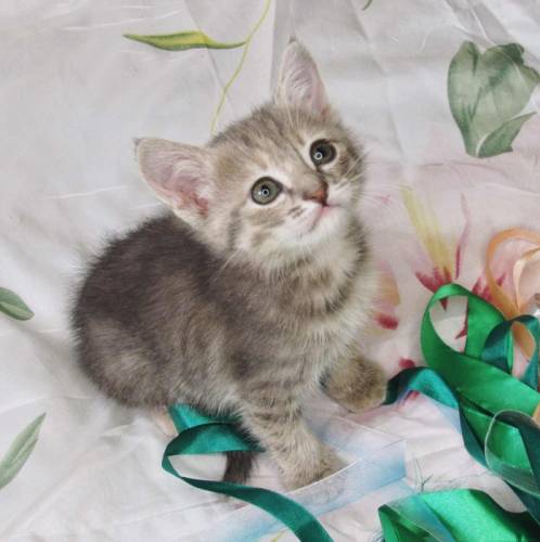 Отдам бесплатно котят