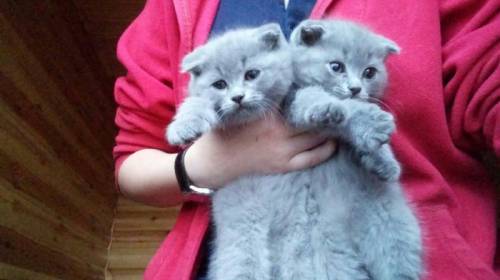 Продается котенок русско-голубой породы