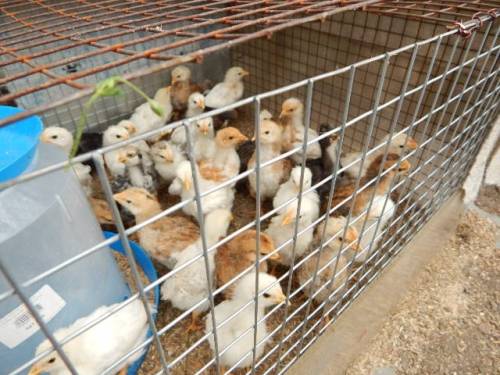 Продам дом. цыплят.( им 1  месяц)