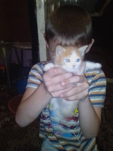 отдам 5 котят