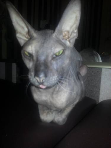 Кошечка Донской сфинкс