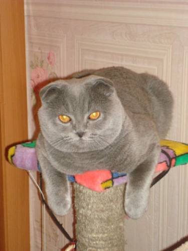 Кот для вязки