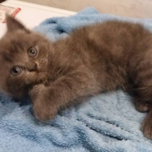 Продам британских котят 