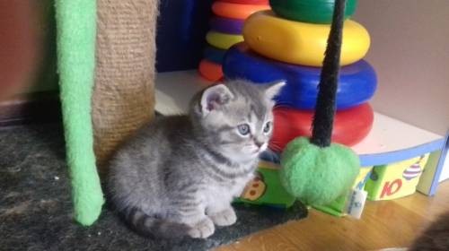 Котята милейшие прямоушки и вислоух.