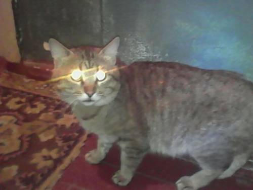 Отдам кота в хорошие руки