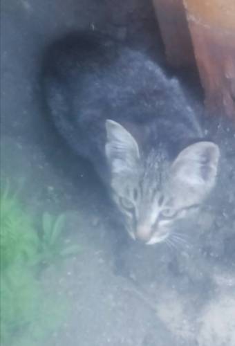 Котенок отдам бесплатно