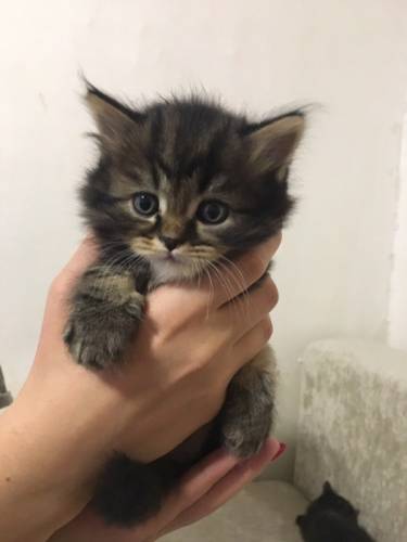 Продаются шотландские котята