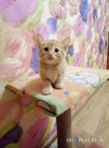 Отдам котят в хорошие руки
