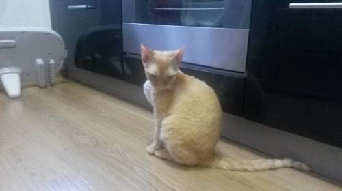  Кот Девон Рекс