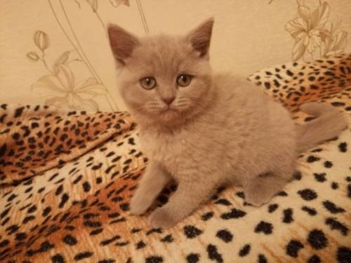 Котята шотландцы Фолд и Страй продают
