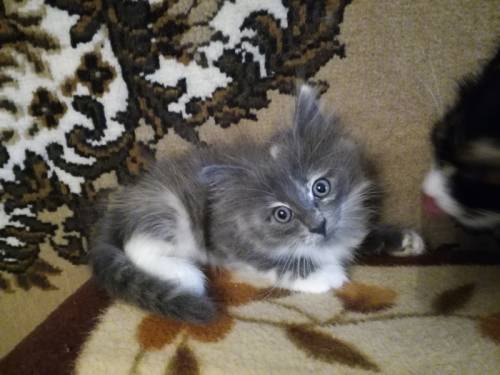 Отдам котят в добрые руки