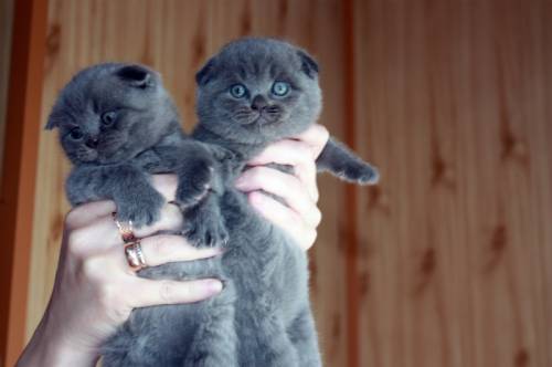Продаются шотланские вислоухие котята.