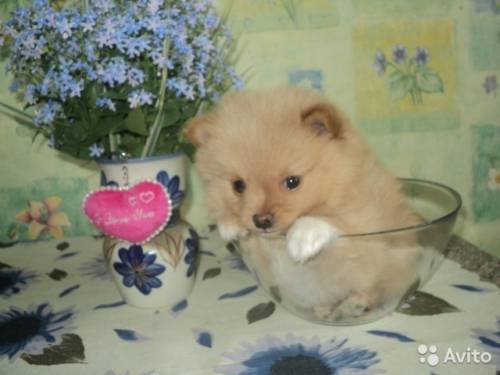 Продаю щенка шпица 2 мес мальчик
