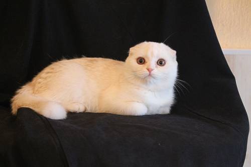 Продается шотландская кошечка!