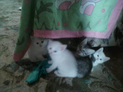 Отдам котят в добрые руки.