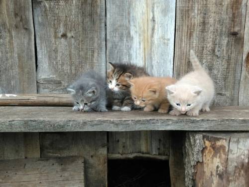 отдам котят в добрые руки 