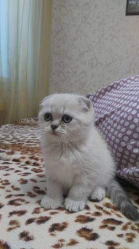 Шотландские котята ждут хозяев